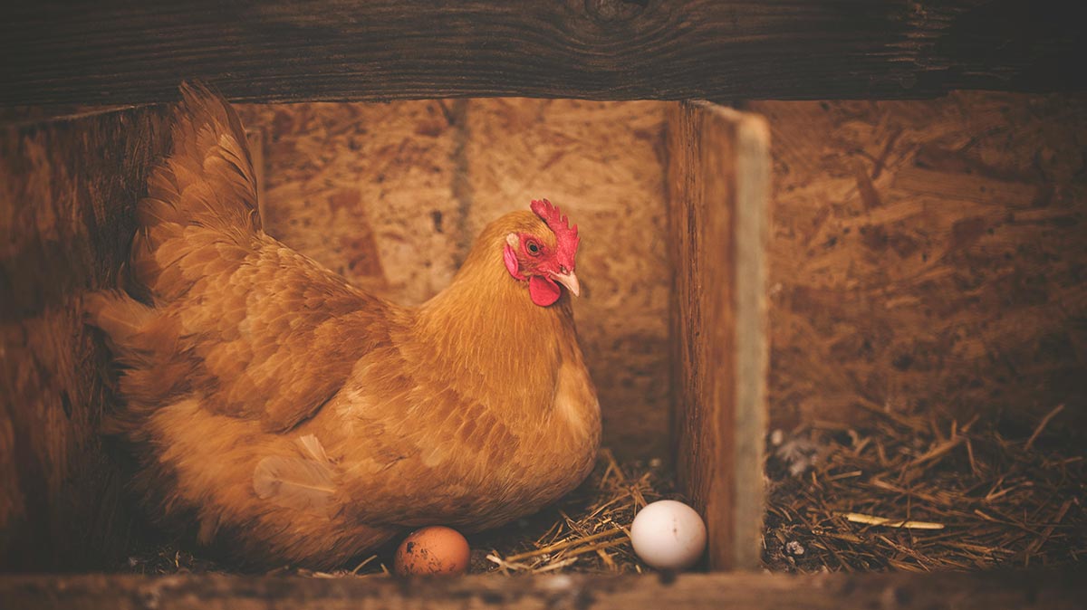 supplements for egg-laying chickens